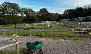Sheep Enclosure at the Meadows Farm Village Retreat, Caerphilly