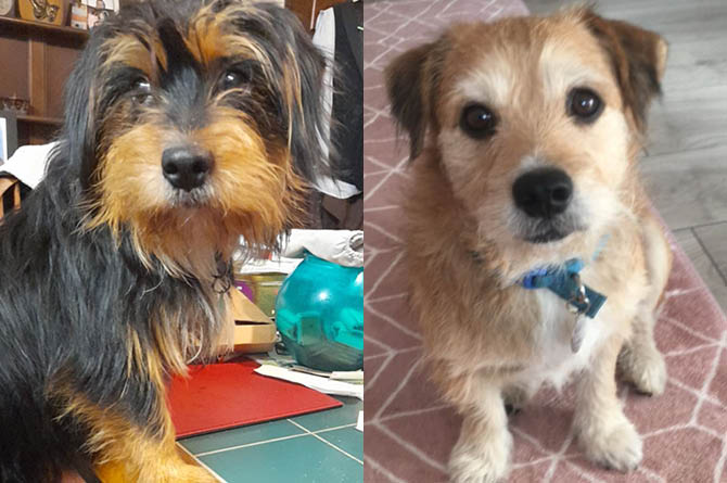 Rusty, left, is a black and brown male terrier cross, while Bailey, right, is a brown and white male border terrier cross