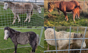 The mares and foals rescued from Gelligaer Common
