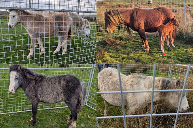 The mares and foals rescued from Gelligaer Common