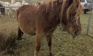 The RSPCA is appealing to find the owner of this pony, who was rescued from Gelligaer Common