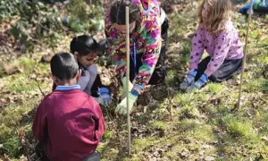Plasyfelin pupils planting trees for their new tree corridor
