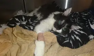 Otis the cat was taken to a vets in south east Wales with injuries deemed to be from physical abuse