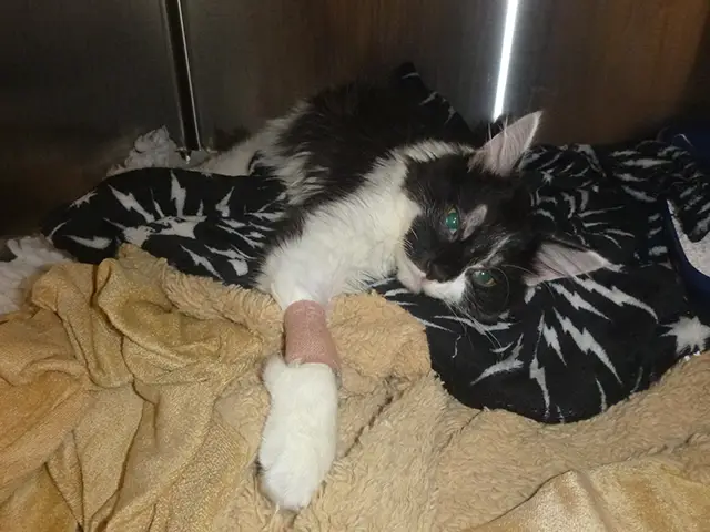 Otis the cat was taken to a vets in south east Wales with injuries deemed to be from physical abuse