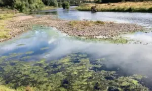 Algae blooms in the River Usk following recent dry weather
