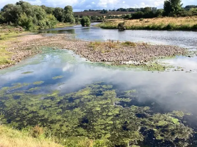 Algae blooms in the River Usk following recent dry weather