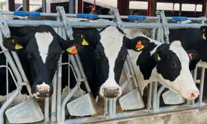 The pedigree cows of Gelliargwellt Uchaf Farm