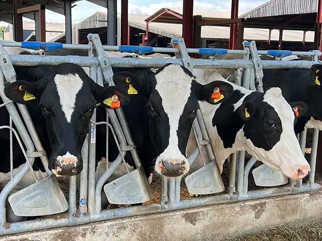 The pedigree cows of Gelliargwellt Uchaf Farm