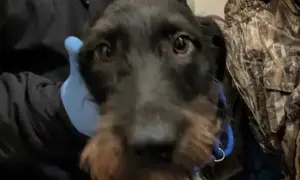 Davies' lurcher dog Shirley, who was used for illegal fights