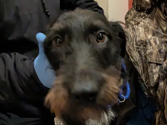 Davies' lurcher dog Shirley, who was used for illegal fights