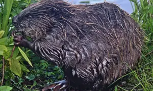 A Eurasian beaver