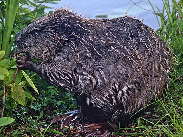 A Eurasian beaver