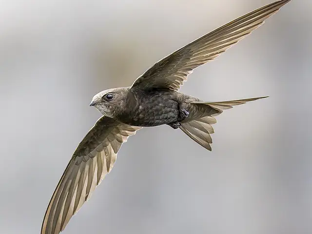 Senedd Members discussed a petition calling for measures to protect swifts