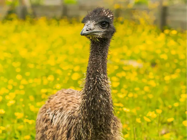 Baby Neil the emu
