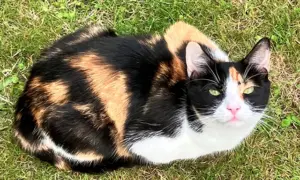 Josie has been missing since January 13