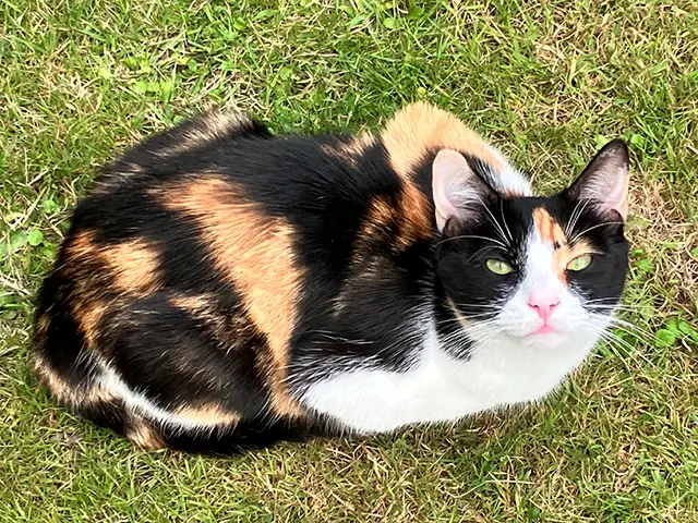 Josie has been missing since January 13