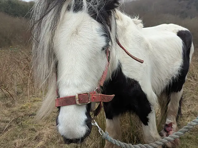 RSPCA Cymru is appealing to find this horse's owner