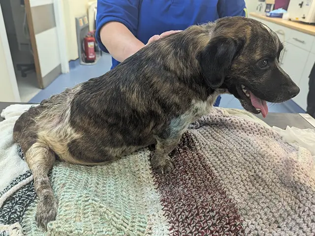 Terrier cross Benji had to be put down by vets