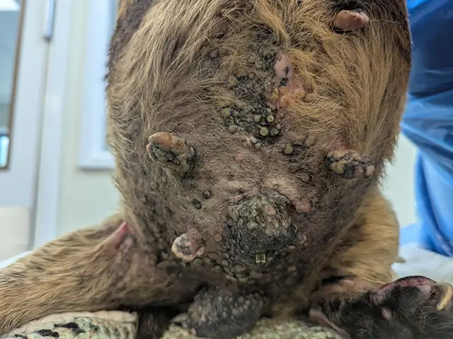 Benji had raised nodules of skin all over his stomach