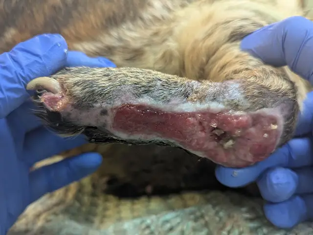 The open flesh wound on the outside of Benji's left back foot