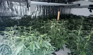 Police raided a cannabis farm in Glan y Nant