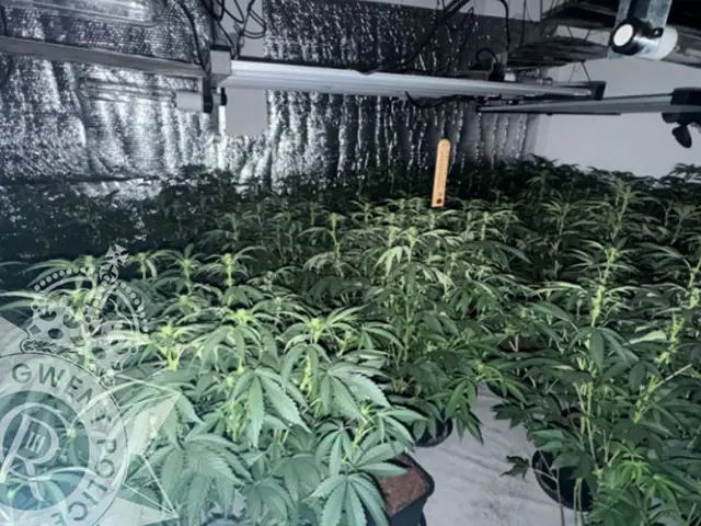 Police raided a cannabis farm in Glan y Nant