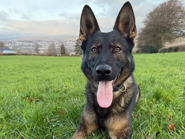 Police dog Asko