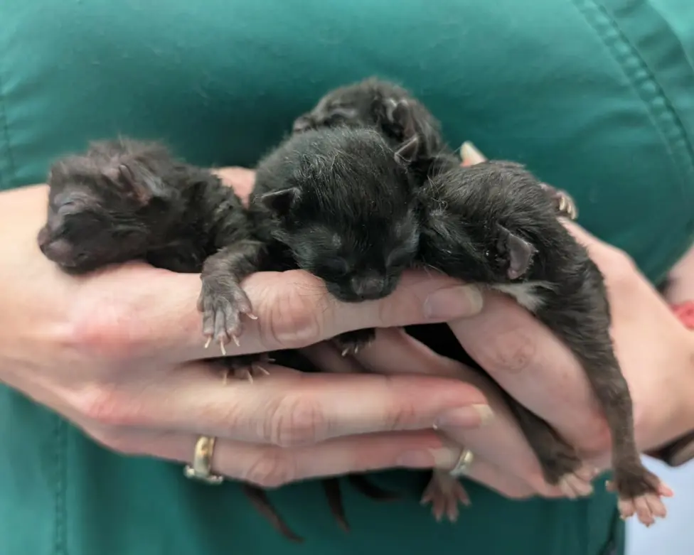 The four kittens were rescued from the side of a road