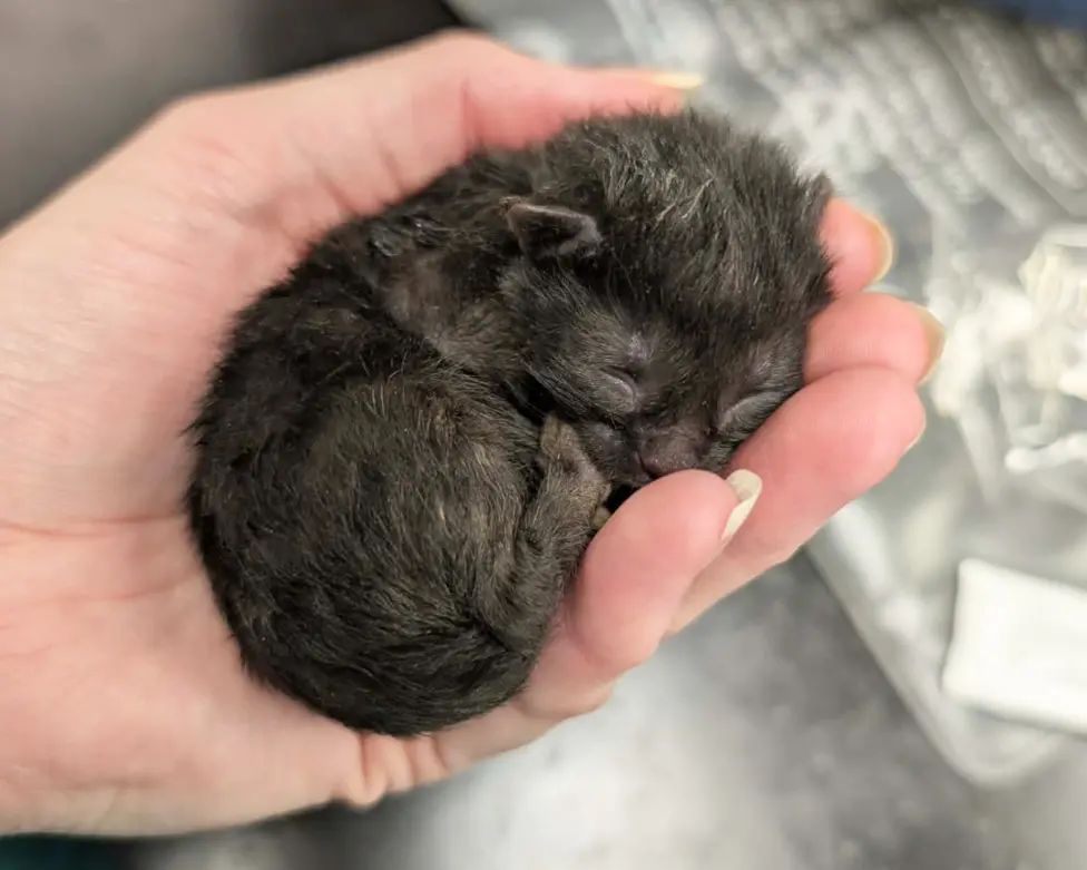 The kittens are so small they can fit inside the palm of a hand