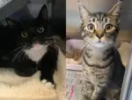 Cadi, left, and Penny were abandoned in a box