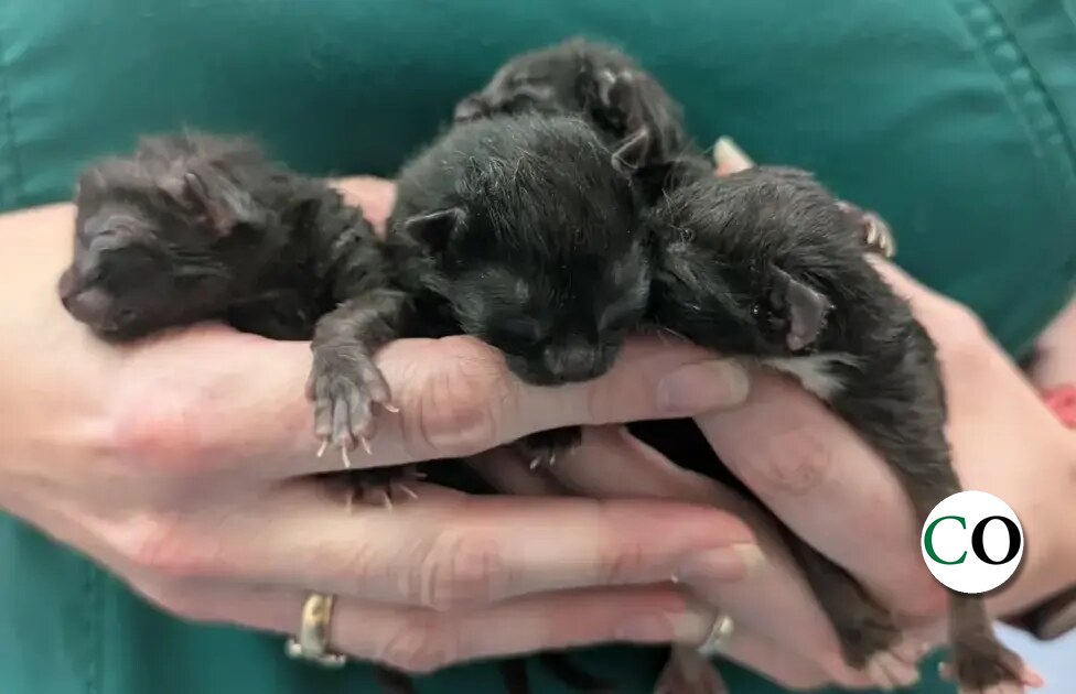 Newborn kittens fighting for lives after being dumped in plastic bag